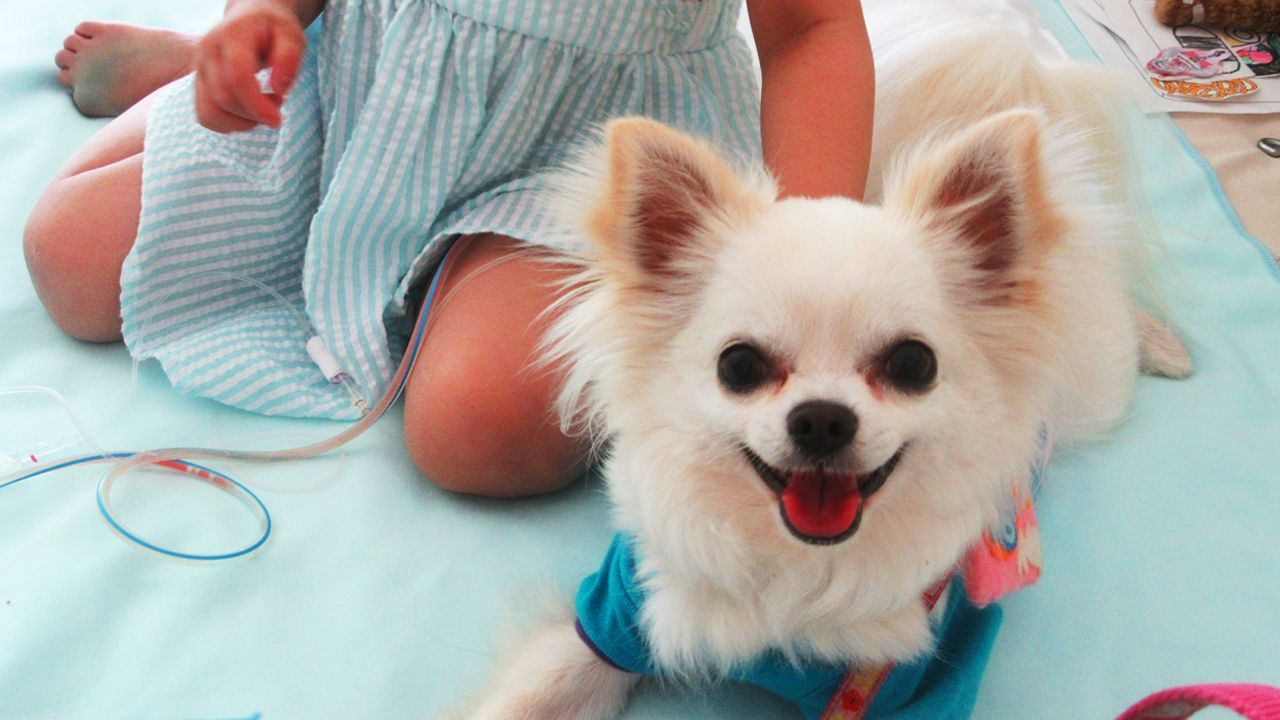 病気と闘う子どもたちに セラピードッグが笑顔を届けるために Yahoo ネット募金