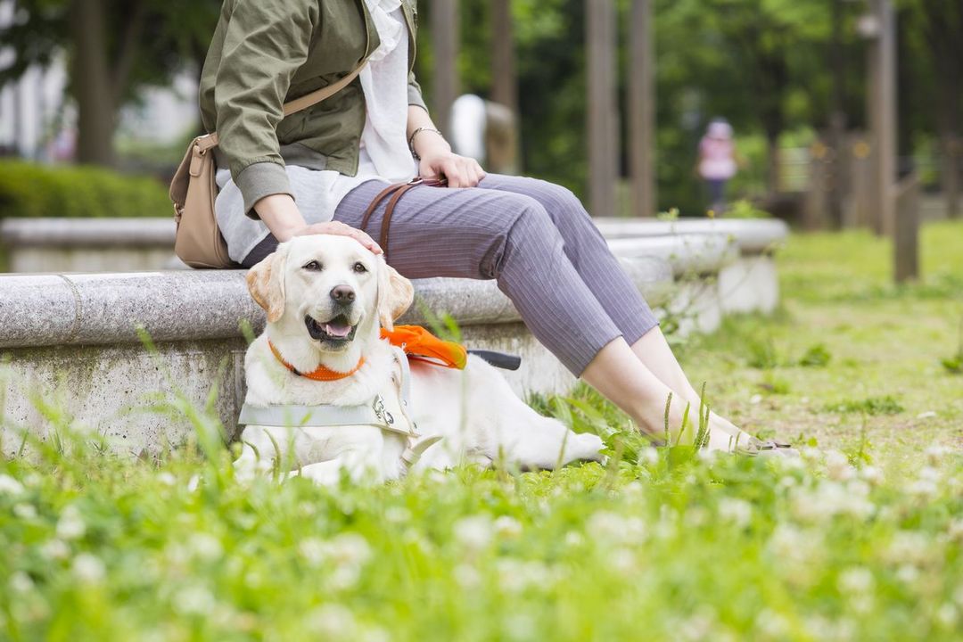 2人6脚 人と盲導犬が笑顔で歩く社会へ 公益財団法人日本盲導犬協会 Yahoo ネット募金