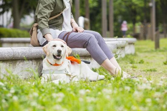 [2人6脚　人と盲導犬が笑顔で歩く社会へ。 ～公益財団法人日本盲導犬協会～]の画像